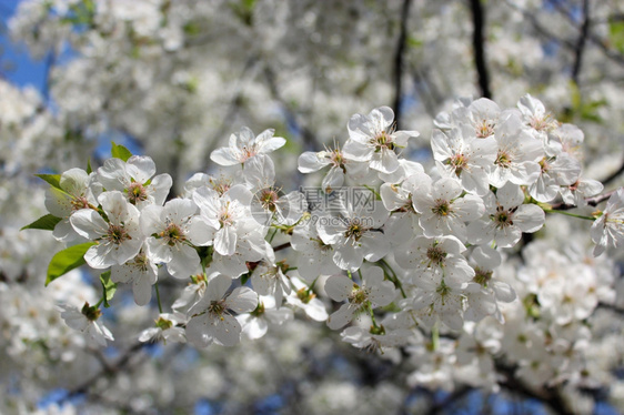 春天的樱桃枝树五月花和平图片