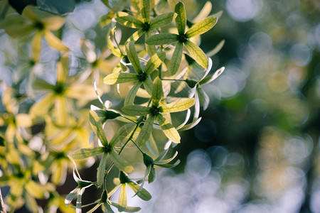 季节花的绿色生紫黄或砂纸藤花蔓图片