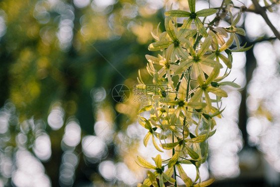 热带绿色花生紫黄或砂纸藤花女王户外图片