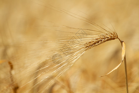 实地背景的小麦耳宏提取黄色的谷物季节图片