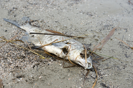 沙滩上的死鱼图片
