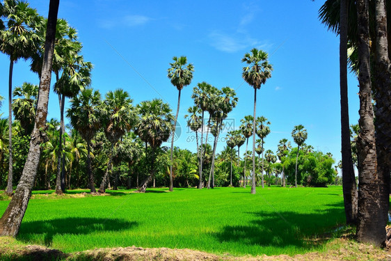 泰国阳光明媚的甘蔗棕榈树花园道路糖棕榈草地景观图片