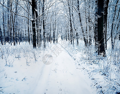 黑树下一片雪林中的道路天空公园乡村的图片