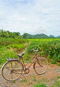 稻田旧自行车然种植园图片