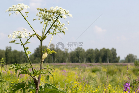 草地密尔绿和森林背景中的白花绿地和森林背景中前的白花图片