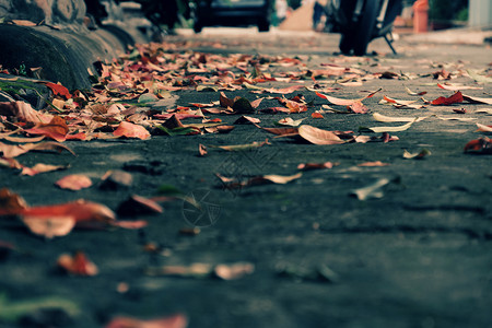 秋季在街上流落着多彩的叶子使秋天背景美丽越南的公园高清图片