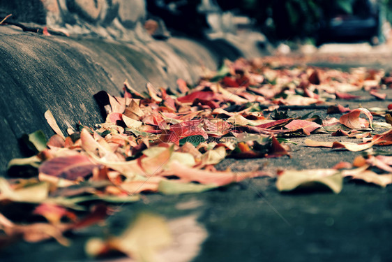 秋季在街上流落着多彩的叶子使秋天背景美丽志明堕落图片