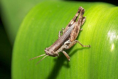 绿叶上蚱蜢图片