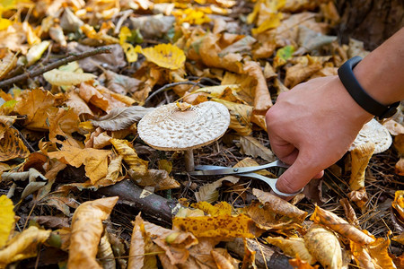 植物毒菌有的草菇像一把伞金秋个人剪了蘑菇草像一把伞图片