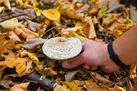 棕色的草菇像一把伞金秋个人剪了蘑菇草像一把伞个人剪了蘑菇金子秋天图片