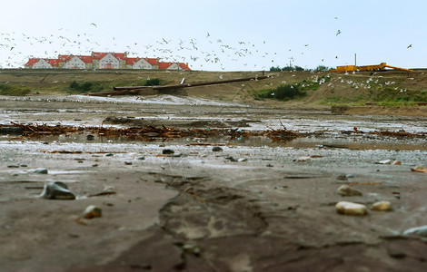 肮脏的海岸和一群鸟水污染肮脏的海岸和一群鸟垃圾种行业图片