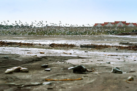 危险一种肮脏的海岸和一群鸟水污染肮脏的海岸和一群鸟环境的图片