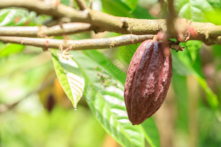 CacaoTreeTheobromacacao自然界中的有机可果荚植物森林花园图片