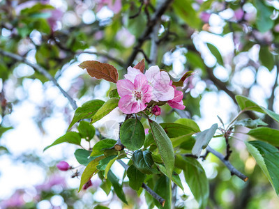 粉色的户外在阳光明媚的春日闪亮背景下鲜艳春日中闪耀着苹果树的花朵天图片