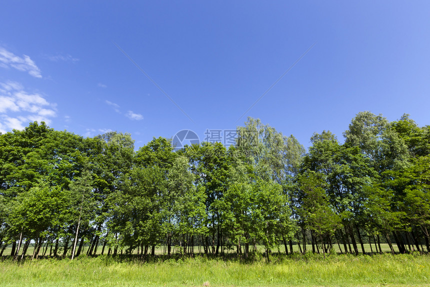 春树木生长在路边绿叶青草和蓝天空的春林风景谷草地叶子图片