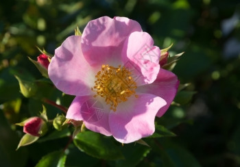 九月的花园里粉红罗莎波索萨或小狗玫瑰荒野生长美丽图片