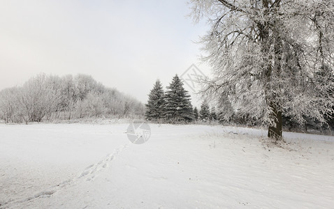 霜颜色森林树木的冬季风景覆盖着雪混合林与锥形树和低落混在一起图片