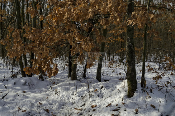 吠落叶新鲜的欧洲保加利亚Zavet镇附近冬季积雪雨林的新鲜景象图片