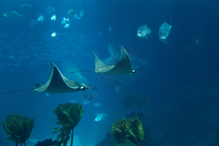 在蓝色深水的海底族馆洋中的鱼类有噪音的玻璃从中喷出假期深度黑暗的图片