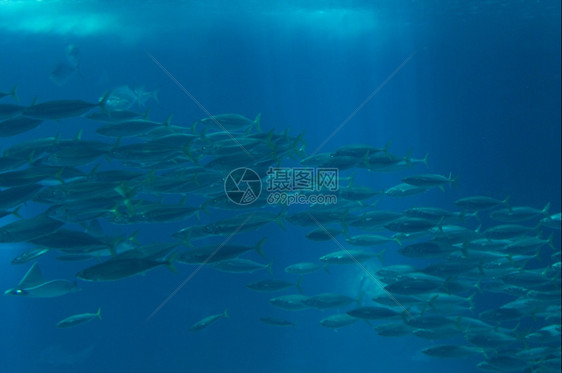 在蓝色深水的海底族馆洋中的鱼类有噪音的玻璃从中喷出生活美丽的按钮图片