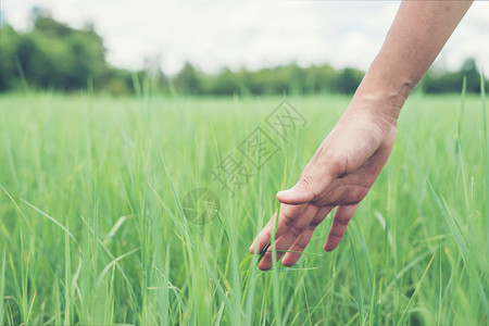 荒野草地年轻女子手触享受绿草年轻女子手触享受绿草植物图片