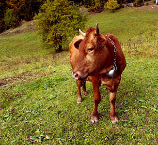 环境脸农业草地中的牛群自然构成图片