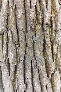 橡皮无缝不接可移动的纹理木箱自然林业柴图片