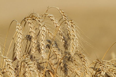 田里生长的成熟小麦耳数环境粮食农村图片