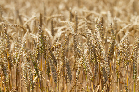 环境田间熟小麦的背景外部营养图片