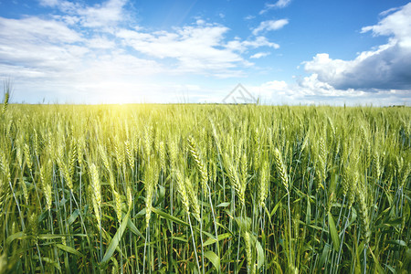 草地种子艳阳下的麦穗夏日风景艳阳下的麦穗农场图片