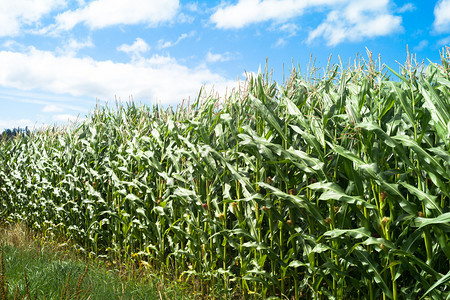 夏季玉米田西班牙加利齐亚乡村的农场活动图片