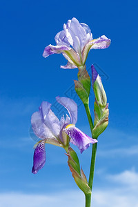虹膜蓝天背景上的伊里斯花朵生长植物学图片