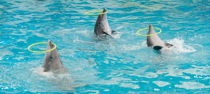 水族馆海豚表演套圈图片