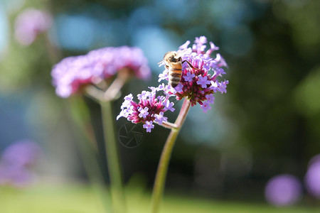 自然有翼的环境紫花上蜜蜂收集粉图片