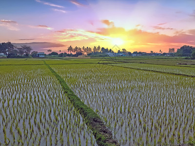 米旅游粮食印度Tiruvanamalai农村的稻田图片