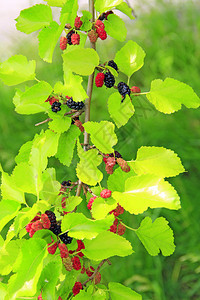 簇绿色成熟桑枝树上的红黑浆果成熟桑树挂在上收成图片