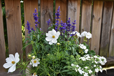 园艺在花盆中装饰夏配有蓝白鲜的阳光图片
