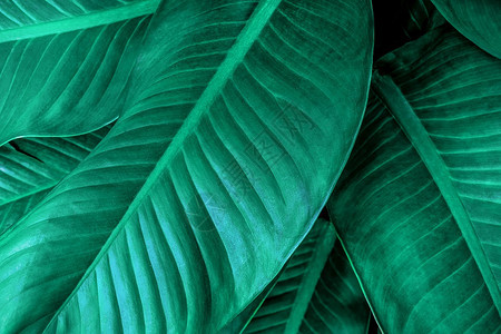 叶子向量明亮的绿叶图案背景热带森林植物树叶图案在地表上图片