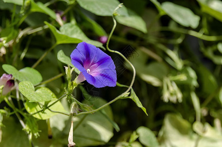 花的自然在保加利亚索非的花园里种植一朵和紫色鲜花压痛图片
