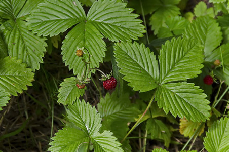 普拉纳保加利亚Plana山Plana野草莓果叶阳光美味的图片