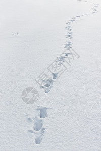 爪子选择焦点用于复制雪地背景与踪迹的空格在冬季清晨积雪背景上的动物痕迹冷冻抽象的图片