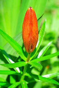 皇室红百合花之芽在园关闭的艺自然图片