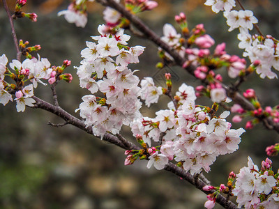 亚洲人叶子城堡墙前的日本樱桃花朵风景优美图片