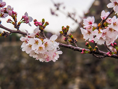 亚洲城堡墙前的日本樱桃花朵盛开树图片