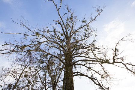 常绿晴天冬季树枝上生长的在树枝上皮纹照片贴近了蓝天树枝上生长的Mistletoe分支机构图片