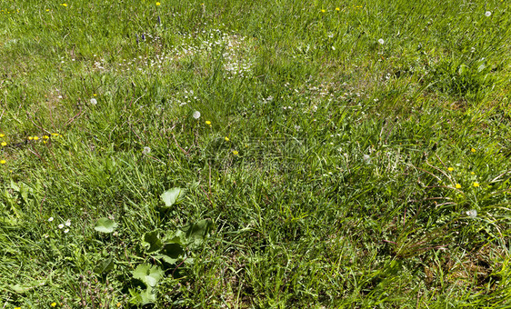 环境春季阳光照耀的青绿草在自然界中紧闭着春草丛里风景优美模糊图片
