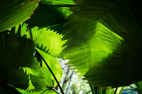 花园晴天阳光下美丽的棕榈树叶绿色图片