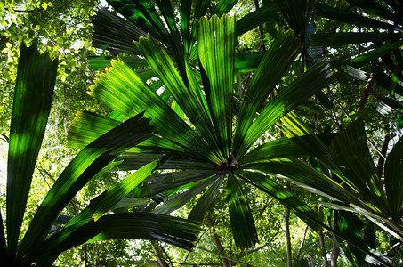 自然阳光下美丽的棕榈树叶植物群图片