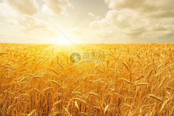 农业小麦田夏天风景优美图片