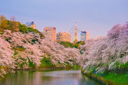 上野市四月日本东京的Chidarigafuchi公园图片